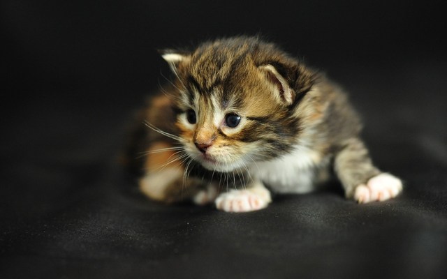 Gamecattiger